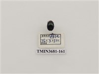 藏品(鞘翅目(1))的圖片